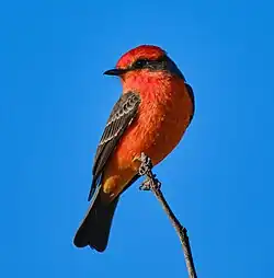 Red and black bird perched on a tree branch