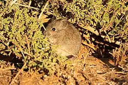 Brown rat