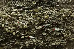 Kasori Shell Mound