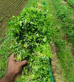 Kasti Coriander closeup