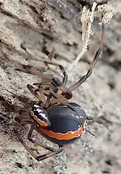 One large spider and one small spider are in an embrace while copulating