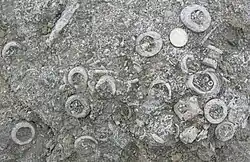 Crinoid fragments in a Silurian (Pridoli) limestone (Saaremaa, Estonia)