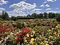 Rose garden