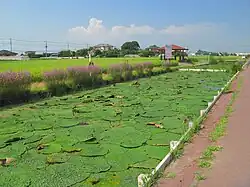 A pond of commercially cultivated Euryale in Japan