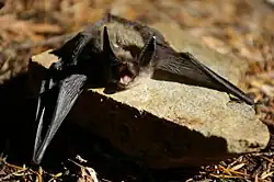 Brown bat