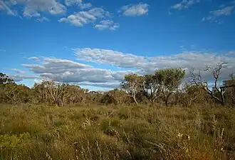 Kensington Bushland