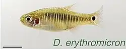Several male and female D. erythromicron in an aquarium