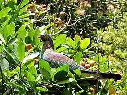 A kererū, a purple greenish white coloured bird, sitting in a fruiting karaka tree, surrounded by orange coloured fruits.