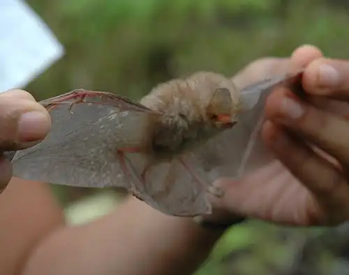 Brown bat
