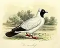 Keulemans Onze Vogels 1869