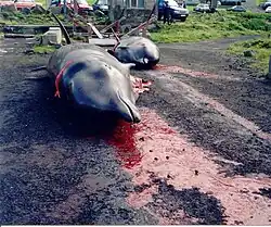 Image 9Killed pilot whales (from Culture of the Faroe Islands)