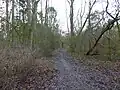 King's Wood