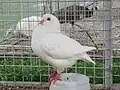 White King pigeon