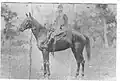 The racehorse "King Alfred"