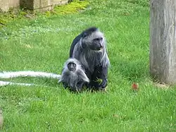 Gray monkey