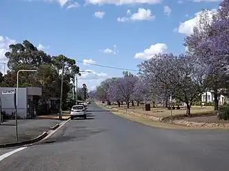 Blooming Jacaranda trees on Kingsthorpe Haden Road, 2014