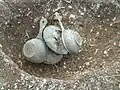 The Kingston Deverill vessels during excavation