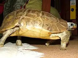 Kinixys belliana from the Testudinidae