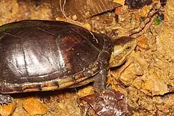 In Ecuador