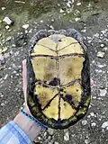 Plastron, Sonora, Mexico