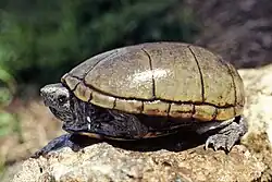 K. s. hippocrepis, Arkansas