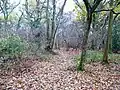 Kitchen Copse