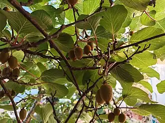 Immature kiwifruit hanging beneath dense Actinidia foliage on a natural vine.