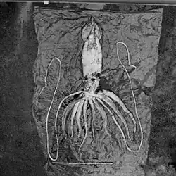 #69 (10/4/1896) or #70 (27/9/1896), One of the two giant specimens from Kyrksæterøra, stretched out for measurement