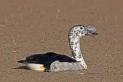Knob-billed duck (Sarkidiornis melanotos)