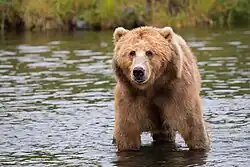 Kodiak brown bear in water