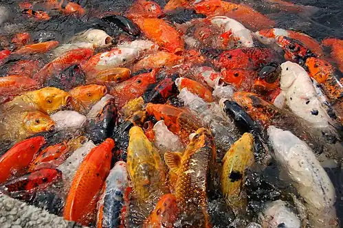 Image 31Koi Pond is a signature scenery depicted in Chinese gardens (from Chinese culture)