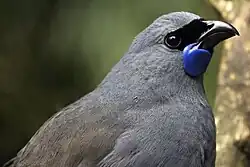 North Island kokako, Callaeas wilsoni