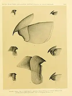 #13 (?/12/1853), Upper and lower beaks of the type specimen of Architeuthis monachus (centre) and assorted smaller squid species: Gonatus fabricii (top), Sthenoteuthis pteropus (middle), and Loligo forbesii (bottom) (Steenstrup, 1898:pl. 1)