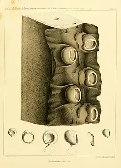 #14 (5/11/1855), Arm fragment and associated suckers of the type specimen of Architeuthis dux, collected off the Bahamas on 5 November 1855 (Steenstrup, 1898:pl. 3)