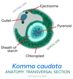 Transversal section of Komma caudata
