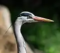 At 200&nbsp;mm (cropped), f/4.5