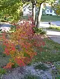 Korean Maple fall color closeup