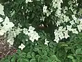 C. kousa in June at the UBC Botanical Garden