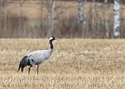 Kraanvogel_-_common_crane_-_Grus_grus_2