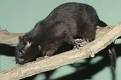 Black rat
