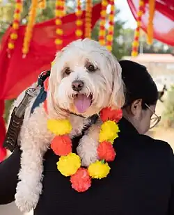 Kukur Tihar USA 2025
