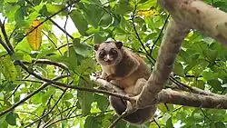Brown cuscus