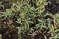 Foliage in spring, Czech Republic