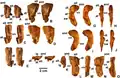 Large proximal femora