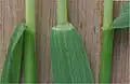 Blunt ligule 1&nbsp;mm high, also showing a few very fine hairs of the plant
