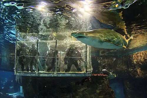 Shark Cage Diving