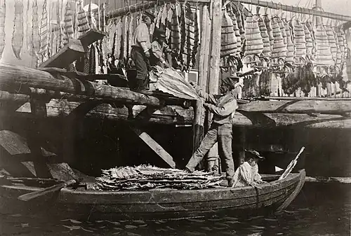 Lings being prepared in Mollösund, Sweden, in 1899