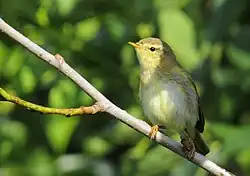Willow warbler, Lake Hornborga, Västergötland