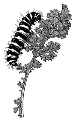 Tyria jacobaeae larva illustrated by Des Helmore