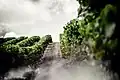 Field of grapes in Grande Champagne for Louis XIII production